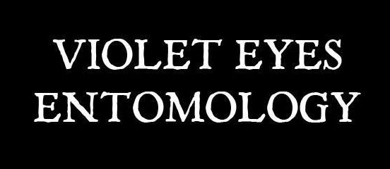 Violet Eyes Entomology