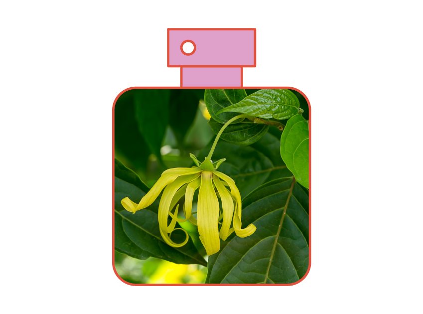 photo of ylang ylang in perfume bottle