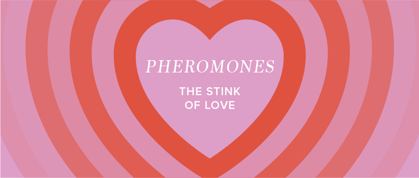 pheromones the stink of love with hearts