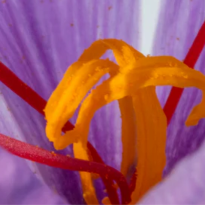 matiere premier crystal saffron extrait