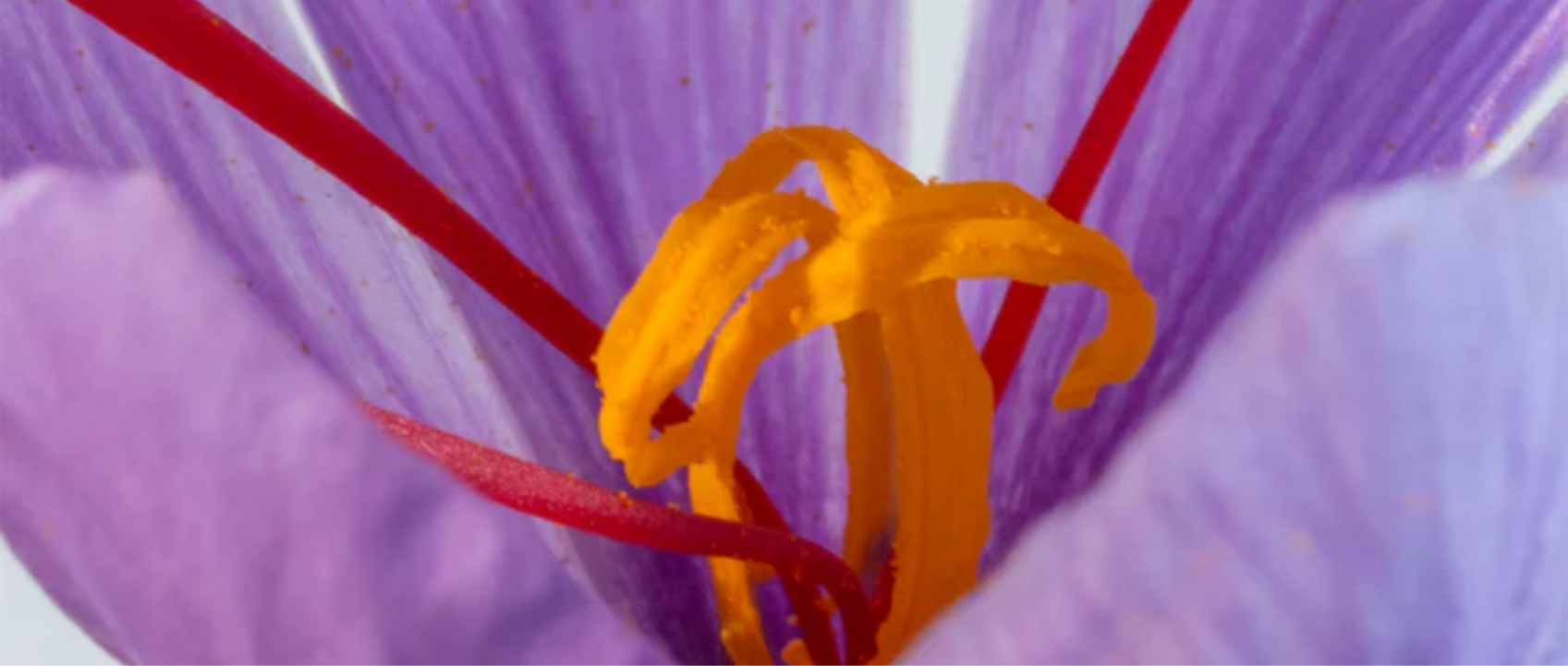 matiere premier crystal saffron extrait