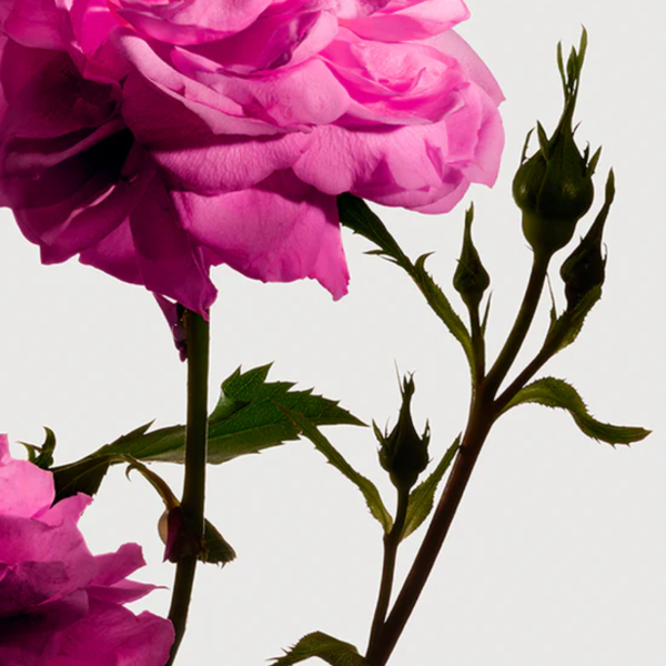 Radical Rose Hand & Body Lotion 300ml - Image 3