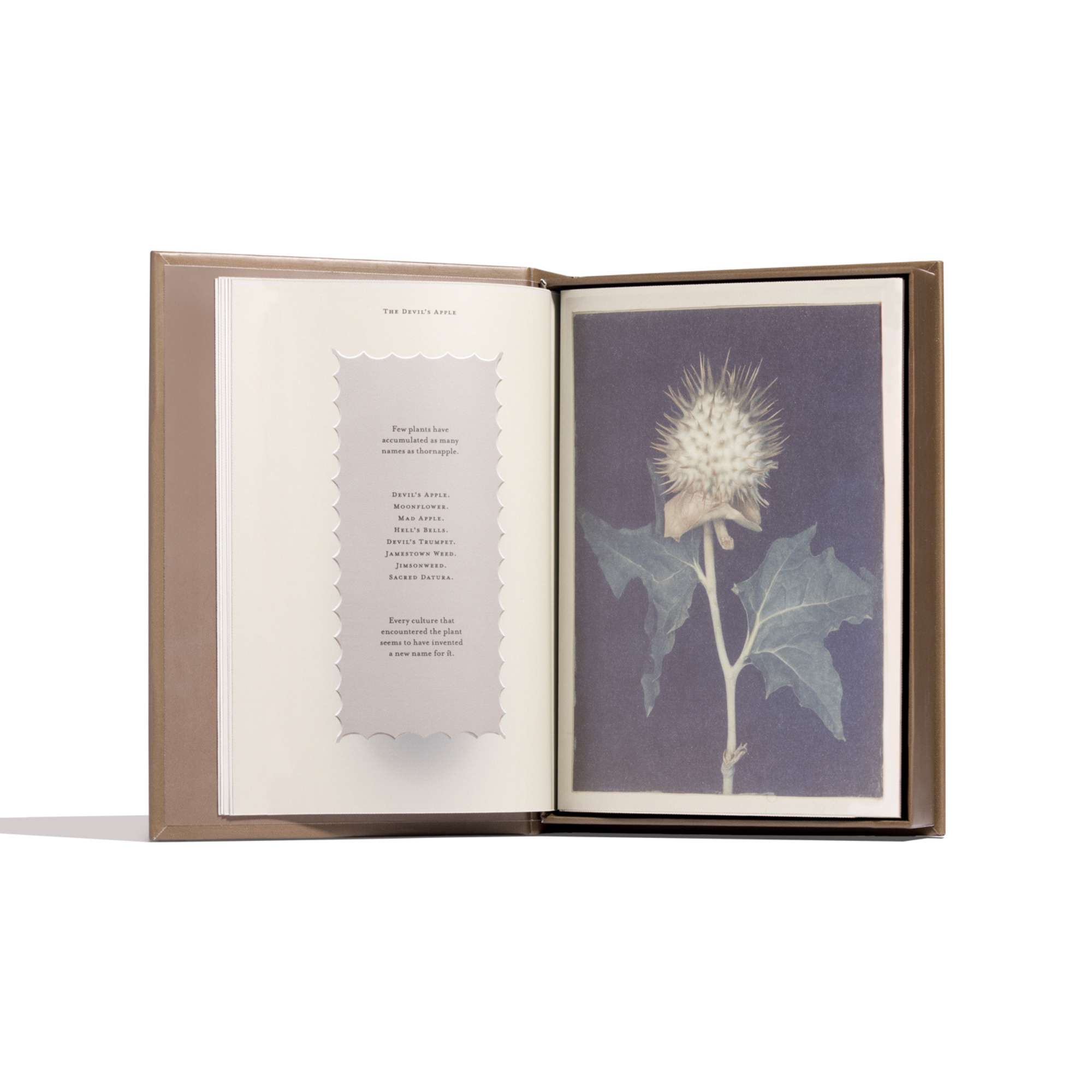 Thornapple EDP 5ml Deluxe Sample - Image 3